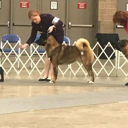 Akita All Grown Up from Firebrand Akitas