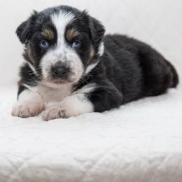 Grape - Black tri-color female Australian Shepherd puppy in Bristol, New Hampshire from NewFound Lake Aussies