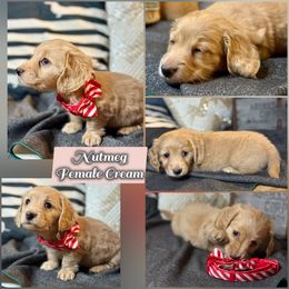 Nutmeg - Cream female Dachshund puppy in Meadville, Pennsylvania from Four Seasons Dachshunds