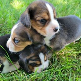Beagle and German Shepherd Puppies from Nebraska K9's