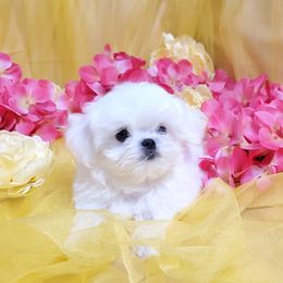 Luke - White male Maltese puppy in Fresno, California from Soua's Pups