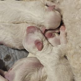 Stella - White female Bichon Frise puppy in Carthage, Missouri from Cooley's Cuddle Pups