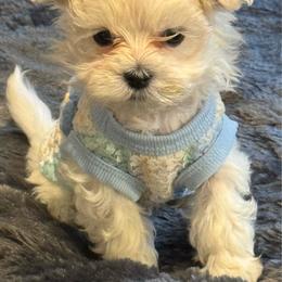 Elvis - White male Maltese puppy in Houston, Texas from The Royal Furbabies