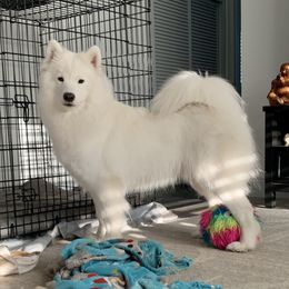 Waffles - Samoyed