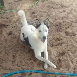 Kahlua  - Siberian Husky