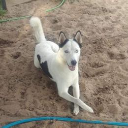 Kahlua  - Siberian Husky