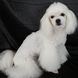 Tina Turner - Maltese