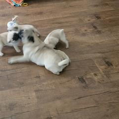 Pug Puppies from Yager Grumble South Texas Pugs