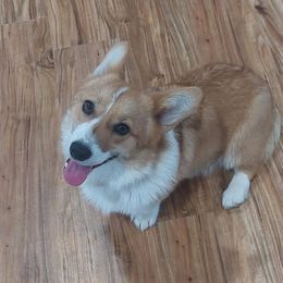 Franny - Pembroke Welsh Corgi