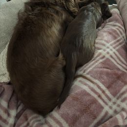 Dachshund Puppies from TS Dachshunds