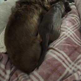 Dachshund Puppies from TS Dachshunds