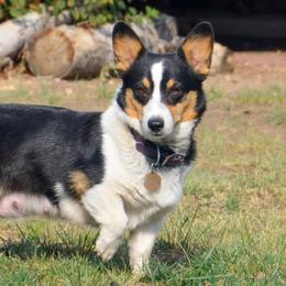 Rachel - Pembroke Welsh Corgi