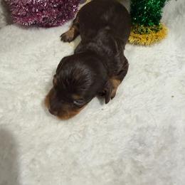 Longhair female - Chocolate female Dachshund puppy in Pleasant Plains, Arkansas from JGBs Silver Spur Dachshunds