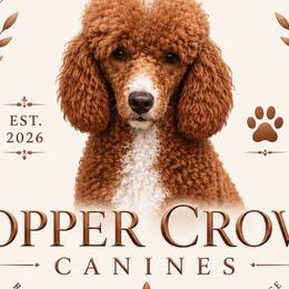 Morkies and Poodles from Copper Crown Canines