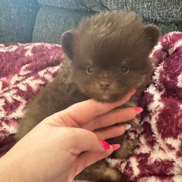 Rolo - Chocolate male Pomeranian puppy in Waterloo, Indiana from Garcias Pomeranian