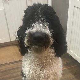 Snoopy - Aussiedoodle