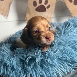 Duncan - Cream male Dachshund puppy in New Albany, Mississippi from Double A. Doxies
