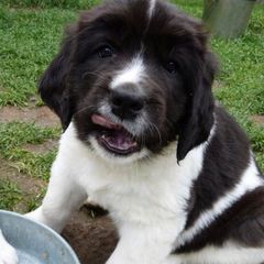 Landseer (European Continental Type)s from Pacific Seaport Landseers