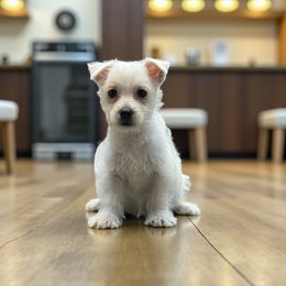 Jaden - White female West Highland White Terrier puppy in Bowling Green, Kentucky from Tiffany's Papillons