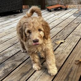 Goldendoodle Puppies from Lundee Doodles