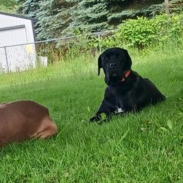 Tilly - Cane Corso