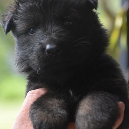 Yellow male - Sable male German Shepherd puppy in Anniston, Alabama from Cottonwood Kennel
