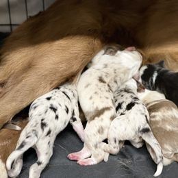 Border Collie Puppies from SoCal Border Collies