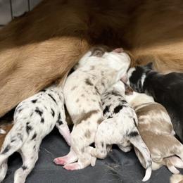 Border Collie Puppies from SoCal Border Collies