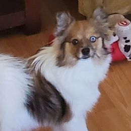 Aurora - Pomeranian