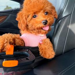 COOKIE - Red female Maltipoo puppy in Sugar Land, Texas from Celebrity Maltipoos