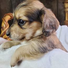 Chevie - Dapple female Dachshund puppy in Mountain Grove, Missouri from Callaway Country Dachshunds
