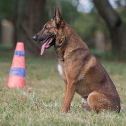 Belgian Malinois, Dutch Shepherds, and xDutch Shepherds from Von Der King Working Dogs