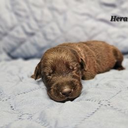 Labrador Retriever Puppies from Hicks Family Homestead