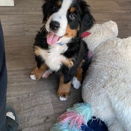 Bernese Mountain Dog Puppies from Lonesome Pine Farm