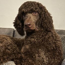 Poodles from Kyler’s Poodle Playhouse