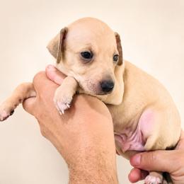 Twix - Fawn male Italian Greyhound puppy in Jacksonville, Alabama from Adornare Kennels