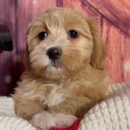 Maria - Red female Havanese puppy in Clermont, Florida from Country Sweet Havanese and Creative Coaching