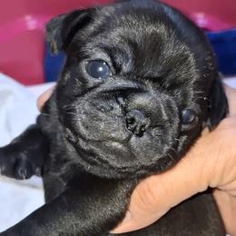 Solid Black Girl 1 - Black female Pug puppy in Gadsden, Alabama from Carla's Pugs