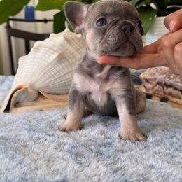 French Bulldog Puppies from French Bulldog Loco