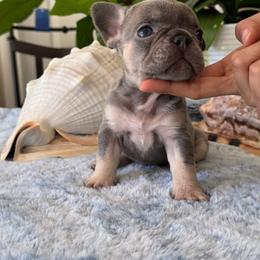French Bulldog Puppies from French Bulldog Loco