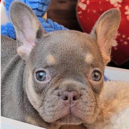 Girl 2 - Legacy - Tricolors female French Bulldog puppy in Elberton, Georgia from Ioney's Southern Paws Shelties, Frenchies, and Yorkies