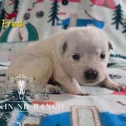 Fred - Blue male Australian Cattle Dog puppy in Silsbee, Texas from Rockin ND Ranch