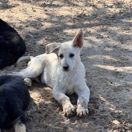 White boy - White male German Shepherd puppy in Pahrump, Nevada from Baca's German Shepherds