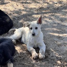 White boy - White male German Shepherd puppy in Pahrump, Nevada from Baca's German Shepherds