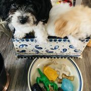 Cavachon Puppies from Clair’s Cavachon’s of Mid Coast Maine