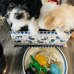 Cavachon Puppies from Clair’s Cavachon’s of Mid Coast Maine