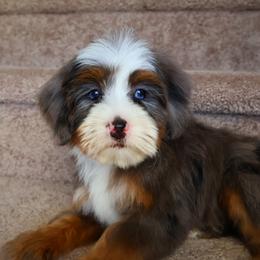 Bowie - Blue merle male Bernedoodle puppy in Floyd, Virginia from Hearts and Paws Poodles and Doodles