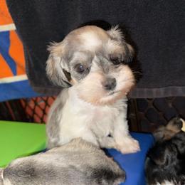 Bella - Parti female Miniature Schnauzer puppy in Ferndale, Washington from Blackhorse Schnauzers Washington state