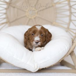 Lavender Collar Girl - Red female Australian Labradoodle puppy in Thousand Oaks, California from Lovely Doodle Lane