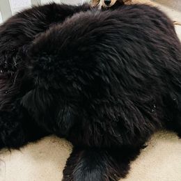 Dachshund Puppies from STORIED DOXIES